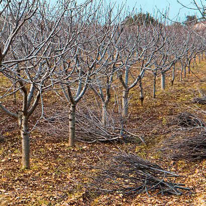 The Orchard Sleeps